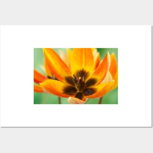 Tulipa orphanidea  Whittallii Group  AGM  Tulip  Miscellaneous tulip group Posters and Art